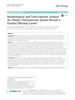 Morphological and Transcriptomic Analysis of a Beetle Chemosensory