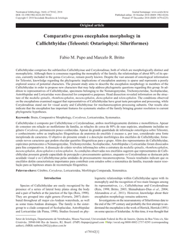Comparative Gross Encephalon Morphology in Callichthyidae (Teleostei: Ostariophysi: Siluriformes)