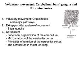 Cerebellum, Basal Ganglia and the Motor Cortex