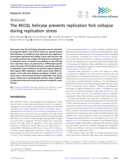 The RECQL Helicase Prevents Replication Fork Collapse During Replication Stress