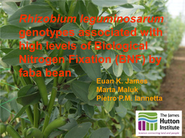 Rhizobium Leguminosarum Genotypes Associated with High Levels of Biological Nitrogen Fixation (BNF) by Faba Bean Euan K