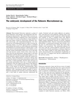 The Embryonic Development of the Flatworm Macrostomum Sp