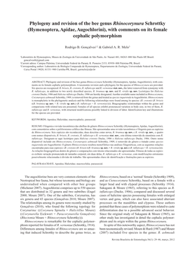 Phylogeny and Revision of the Bee Genus Rhinocorynura Schrottky (Hymenoptera, Apidae, Augochlorini), with Comments on Its Female Cephalic Polymorphism