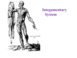 The Integumentary System the Skin and Subcutaneous Tissue