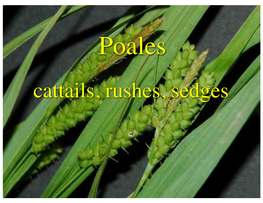 Cattails, Rushes, Sedges Poales