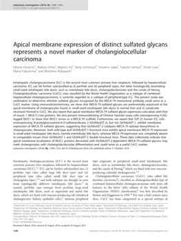 Apical Membrane Expression of Distinct Sulfated Glycans Represents a Novel Marker of Cholangiolocellular Carcinoma