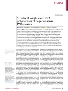 Structural Insights Into RNA Polymerases of Negative-Sense RNA Viruses