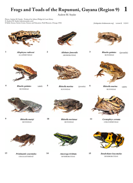 Frogs and Toads of the Rupununi, Guyana (Region 9) 1 Andrew M