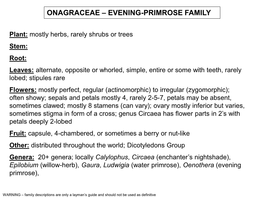 Evening-Primrose Family