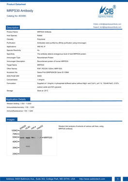 MRPS30 Antibody