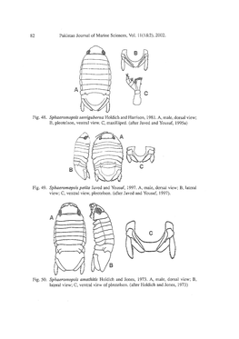 An Illustrated Key to the Malacostraca (Crustacea) of the Northern Arabian