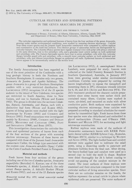 Cuticular Features and Epidermal Patterns in the Genus Araucaria De Jussieu