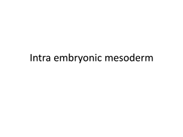 Intra Embryonic Mesoderm Intraembryonic Mesoderm