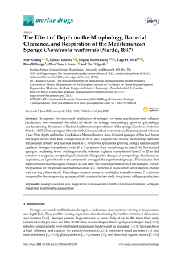 The Effect of Depth on the Morphology, Bacterial Clearance, and Respiration of the Mediterranean Sponge Chondrosia Reniformis