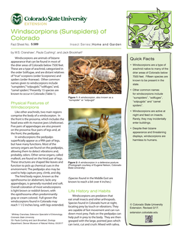 Windscorpions (Sunspiders) Of