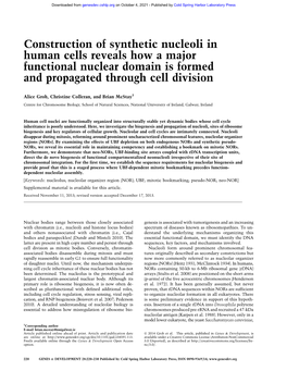 Construction of Synthetic Nucleoli in Human Cells Reveals How a Major Functional Nuclear Domain Is Formed and Propagated Through Cell Division