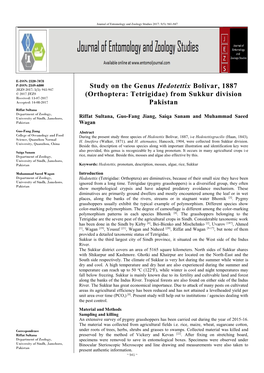 Study on the Genus Hedotettix Bolívar, 1887 (Orthoptera: Tetrigidae) from Sukkur Division Pakistan