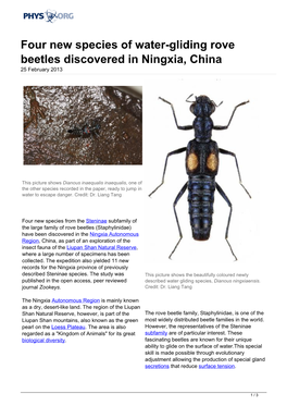 Four New Species of Water-Gliding Rove Beetles Discovered in Ningxia, China 25 February 2013
