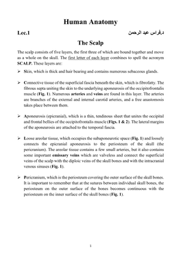 Human Anatomy د.فراس عبد الرحمن Lec.1 the Scalp the Scalp Consists of Five Layers, the First Three of Which Are Bound Together and Move As a Whole on the Skull