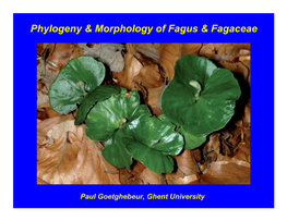 Phylogeny & Morphology of Fagus & Fagaceae