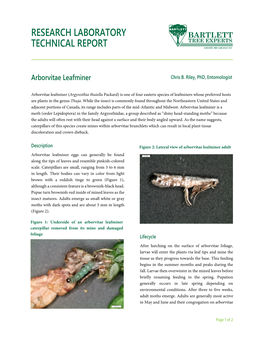 Arborvitae Leafminer Chris B