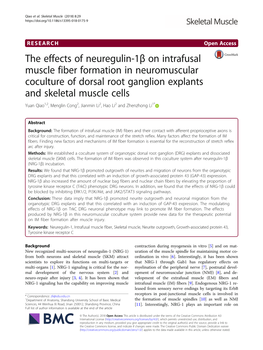 The Effects of Neuregulin-1Β on Intrafusal Muscle Fiber Formation In