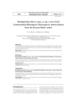 Brachypicritus Ribesi N. Gen., N. Sp., a New Fossil Cardiastethini (Hemiptera: Heteroptera: Anthocoridae) from the Eocene Baltic Amber