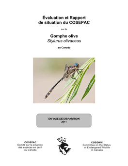 Gomphe Olive (Stylurus Olivaceus) Au Canada