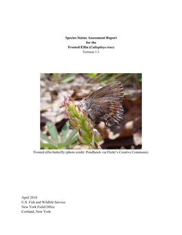 Species Status Assessment Report for the Frosted Elfin (Callophrys Irus) Version 1.1