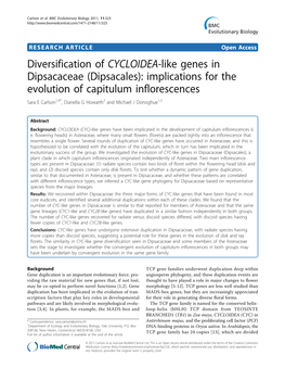 Diversification of CYCLOIDEA-Like Genes in Dipsacaceae (Dipsacales