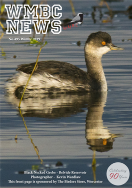 Black Necked Grebe