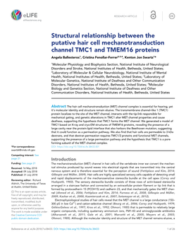 Structural Relationship Between the Putative Hair Cell