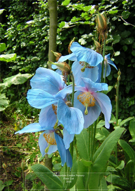 Acanthus Spinosus