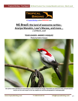 NE Brazil: the Land of Awesome Rarities - Araripe Manakin, Lear’S Macaw, and More… 7-16 March, 2018