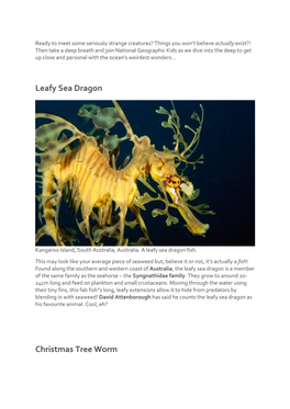 Leafy Sea Dragon Christmas Tree Worm