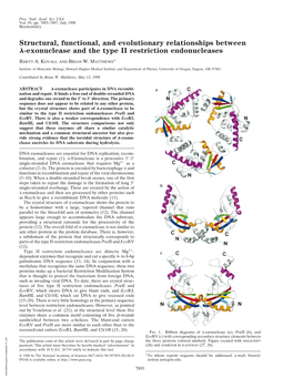 Exonuclease and the Type II Restriction Endonucleases