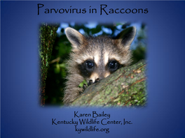 Parvovirus in Raccoons