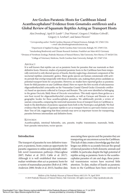 Are Geckos Paratenic Hosts for Caribbean Island Acanthocephalans?