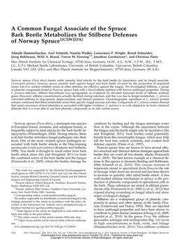 A Common Fungal Associate of the Spruce Bark Beetle Metabolizes the Stilbene Defenses of Norway Spruce1[C][W][OA]