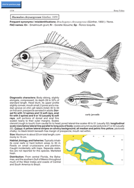 Haemulon Chrysargyreum Günther, 1859 Frequent Synonyms / Misidentifications: Brachygenys Chrysargyreus (Günther, 1859 ) / None