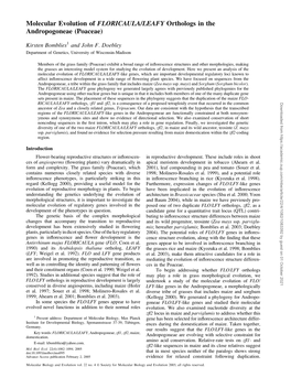 Molecular Evolution of FLORICAULA/LEAFY Orthologs in the Andropogoneae (Poaceae)