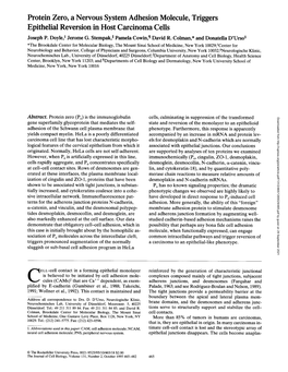 Protein Zero, a Nervous System Adhesion Molecule, Triggers Epithelial Reversion in Host Carcinoma Cells Joseph P