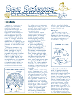 Jellyfish Few Marine Creatures Are As Their Radial Symmetry (Body Parts Salinities