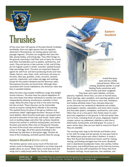 Thrushes Wildlife Note