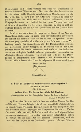 Über Die Adriatische Kiemenschnecke Tethys Leporina L. Thilo Krumbach