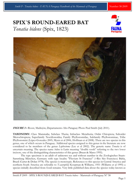 SPIX´S ROUND-EARED BAT Tonatia Bidens (Spix, 1823)