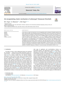 Air-Encapsulating Elastic Mechanism of Submerged Taraxacum Blowballs