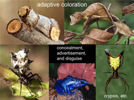 Adaptive Coloration