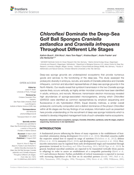 Chloroflexi Dominate the Deep-Sea Golf Ball Sponges Craniella