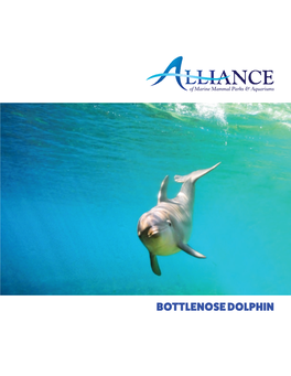 Bottlenose Dolphin